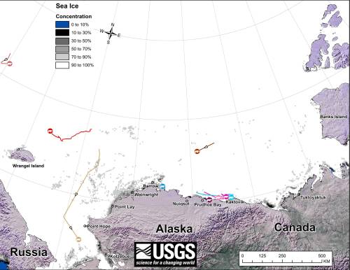 Original caption: “Movements of 10 satellite-tagged polar bears for the month of December, 2014. Polar bears were tagged in 2014 on the spring-time sea ice of the southern Beaufort Sea. All ten of these bears have satellite collar transmitters. Polar bear satellite telemetry data are shown with AMSR2 remotely-sensed ice coverage for 31 December, 2014.” Click to enlarge, original image here. 