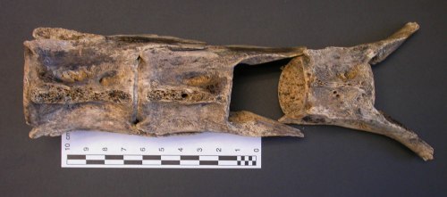 Prehistoric bluefin tuna tail vertebrae from a site on the west coast of Vancouver Island, British Columbia.