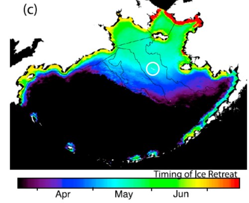 Figure 3. Mean timing of sea ice retreat for 1979-2009, from Brown et al. 2011, which also shows the mean maximum spring sea ice extent beyond St. Matthew Island (circled, added by me).