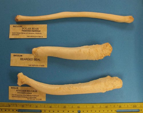 The polar bear baculum (top) is from a young male (you can tell because the ends are not fully formed). These are all casts of the real thing, purchased from professional bone casters Skulls Unlimited. 