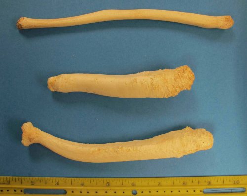 Marine mammal penis bones_not labeled_PolarBearScience_2015_sm