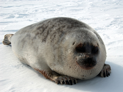 Ringed_seal_2_NOAA