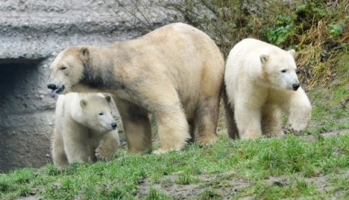 Edmonton Journal editorial photo 22 January 2015
