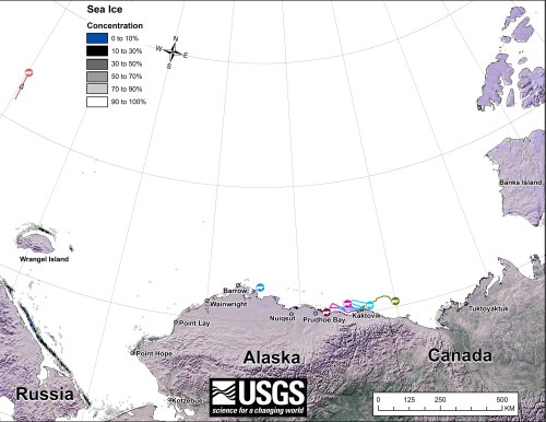 Figure 1. “Movements of 6 satellite-tagged polar bears for the month of January, 2015. Polar bears were tagged in 2014 on the spring-time sea ice of the southern Beaufort Sea. All six of these bears have satellite collar transmitters. Polar bear satellite telemetry data are shown with AMSR2 remotely-sensed ice coverage for 31 January, 2015.” Click to enlarge. Original here.