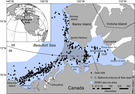 Figure 1. Area of the Pilfold et al. (2015) study in the eastern Beaufort, Canada, Fig 1 in the paper. The region encompassed part of the “Southern Beaufort” and the “North Beaufort” polar bear subpopulations. 