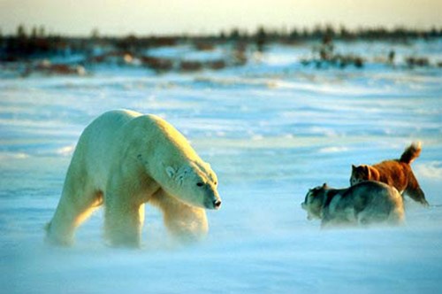 Polarbear vs dogs_lger_Norbert Rosing photo 2008_Brian Ladoon dogs WHB