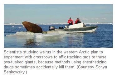Pacific walrus tagging from a small boat.  UAF Seagrant News 2002.
