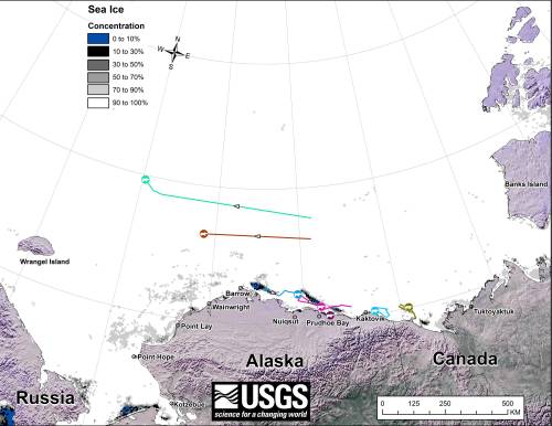 Movements of 7 satellite-tagged polar bears for the month of February, 2015. Polar bears were tagged in 2014 on the spring-time sea ice of the southern Beaufort Sea. All seven of these bears have satellite collar transmitters. The teal-green track was not present in January. Polar bear satellite telemetry data are shown with AMSR2 remotely-sensed ice coverage for 28 February, 2015. 