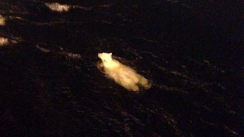 Original CBC caption: "This polar bear was photographed from the Atlantic Merlin offshore supply vessel early Monday morning. It later attempted to climb onto the Hibernia gravity base structure. "