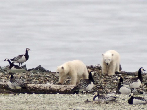 “Young polar bears raid the nesting grounds of barnacle geese, searching for eggs and newly hatched goslings in the Nordenskiöldkysten region of Spitsbergen, Norway.” Jouke Prop photo. 