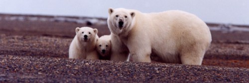 Fat bears on land in the Southern Beaufort, Sue Miller photo, well-prepared for a brief summer fast.