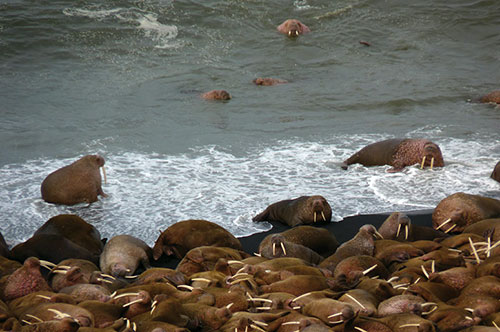 Walruses_USFWS photo_030515_March 2015