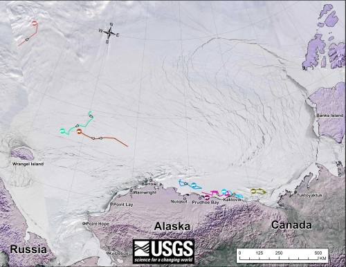 Figure 1. From original caption: “Movements of 8 satellite-tagged polar bears for the month of March, 2015. Polar bears were tagged in 2014 on the spring-time sea ice of the southern Beaufort Sea. All eight of these bears have satellite collar transmitters.” Ice map for 30 March, 2015.  Original here. 