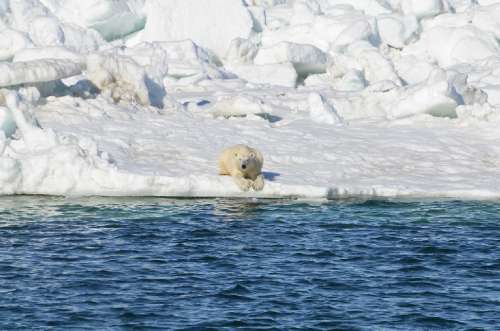 Chukchi June 15 2014_USGS_Brian Battaile_after swim_sm
