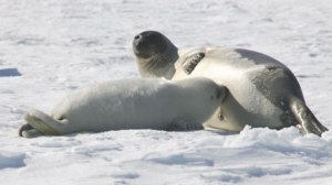 Harp seal pup_DFO Newfoundland