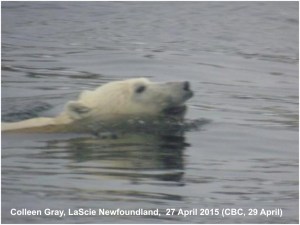 LaScie_Newfoundland_April 27 2015_ColleenGray label