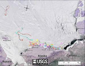 Figure 1. Original caption: “Movements of 30 satellite-tagged polar bears for the month of April, 2015. Polar bears were tagged in 2014 and 2015 on the spring-time sea ice of the southern Beaufort Sea. Twenty-two of these bears have satellite collar transmitters and 8 of these bears have glue-on satellite transmitters. Polar bear satellite telemetry data are shown with MODIS imagery from 27 April, 2015.”   Click to enlarge.
