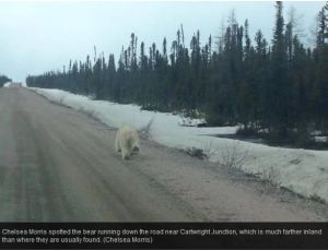 Cartright Junction_Labrador pb_Chelsea Morris photo from video