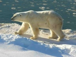 Churchill_Polar_Bear_2004-11-15 Wikipedia