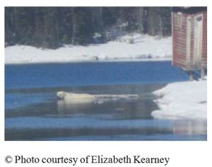 Photo with this news story (7 May 2015): "(Update) Polar bear sighting in Croque"