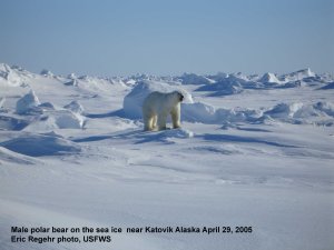 Polar_Bear_male on sea ice_Alaska Katovik Regehr photo_April 29, 2005_sm labeled