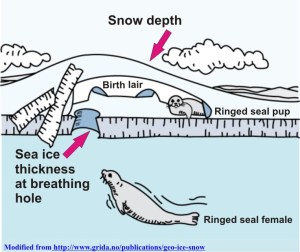 Ringed seal lair_snow and ice thickness_PolarBearScience_sm
