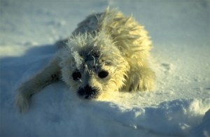Figure 3. Newborn Barents Sea ringed seal with its white natal coat. Norwegian Polar Institute,Bjorn Frantzen photo.