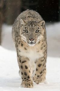 Snow leopard Uncia_uncia_wikipedia