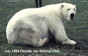 Figure 1. The same very fat female discussed by Ramsay and Stirling (1988:614). Captured in July 1984, she weighed 410 kg (910 lbs) and was too fat to be fitted with a tracking collar (this picture was taken before a tag was put on her head). However, she had been captured 8 months before (November), after the disastrous winter of 1983, when she weighed only 99 kg (218 lbs).  See the recent discussion at Polar Bears International. Picture taken by Ian Stirling, when he worked for the Canadian Wildlife Service. 