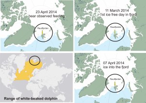 Figure   . Range of white-beaked dolphin compared to sea ice on the date Raudfjorden was ice-free on 11 March and when it became ice covered on 7 April, according to NSIDC MASIE charts. Trapped dolphins were about 6 weeks earlier than usual. Click to enlarge.