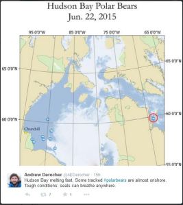 Figure 3. Locations of nine Western Hudson Bay polar bears on 22 June 2015. Tweet from polar bear biologist Andrew Derocher, 23 June 2015. 