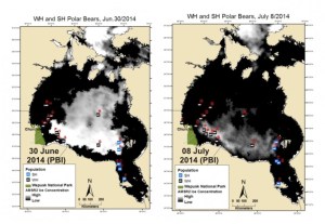Figure 1. Sea ice coverage and locations of female polar bears with tracking collars for 30 June 2014 and 8 July 2014 (black, Western Hudson Bay bears; blue, Southern Hudson Bay bears), courtesy Alysa McCall, Polar Bears International. Click to enlarge.