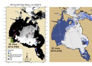 Figure 1. Left, Sea ice coverage and locations of female polar bears with tracking collars for 30 June 2014 (black, Western Hudson Bay bears; blue, Southern Hudson Bay bears), courtesy Alysa McCall, Polar Bears International; Right, sea ice coverage for 30 June 2015, cropped from the CIS daily map. Click to enlarge.