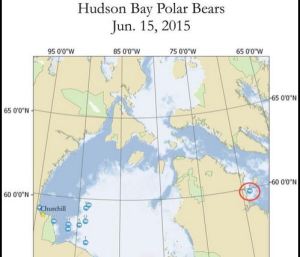 Figure 1. Seven out of ten Hudson Bay polar bears with tracking collars are out on the sea ice, along the ice edge. At least one appears to be utilizing shorefast ice near Churchill and one lone bear is off on a journey to Davis Strait, hunting on the remaining sea ice there. Original here. 