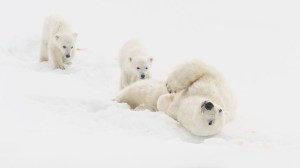  Roy Mangersnes / Wildphoto 