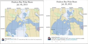 Hudson Bay bears WHB_2015 July 20 from Derocher