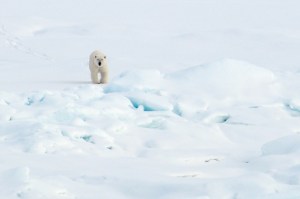 A polar bear walks on the Arctic Ocean ice Aug. 21, 2009.