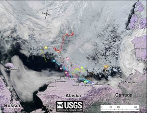 Figure 2. Original caption: “Movements of 13 satellite-tagged polar bears for the month of July, 2015. Polar bears were tagged in 2014 and 2015 on the spring-time sea ice of the southern Beaufort Sea. All 13 of these bears have satellite collar transmitters. Polar bear satellite telemetry data are shown with MODIS imagery from 23 July, 2015.” US Geological Survey. Click to enlarge.