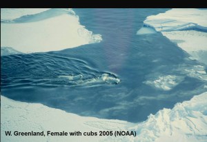 Greenland W coast_Female w cubs_2006_Mads Heide-Jorgensen_NOAA sm