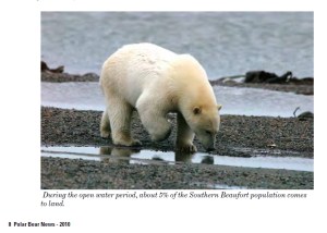 Polar bear S Beaufort_PolarBearNews2010