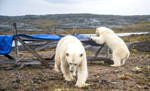 Maggie Putulik photo #2, 29 July 2015 Chesterfield Inlet, Nunavut.