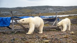 Maggie Putulik photo, 29 July 2015 Chesterfield Inlet, Nunavut.