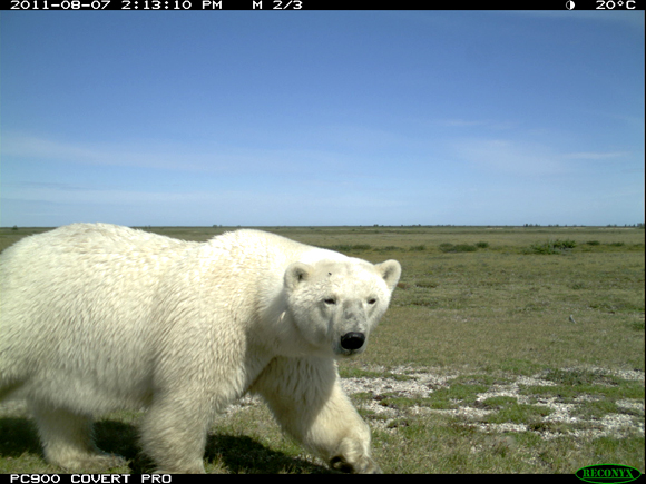 Polarbear_Parks Canada Wapusk in August