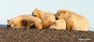Southern Beaufort mother with cubs relaxes for the summer onshore.