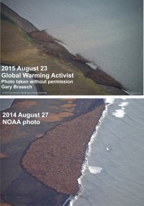 Walrus at Pt Lay 2015 vs 2014 lg