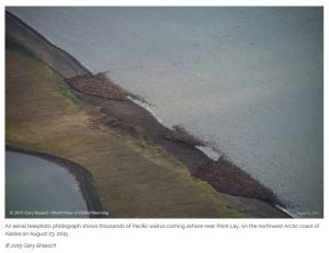 Walrus Pt Lay ADN story Aug 27 screencap