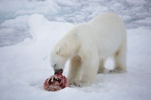 Barents Sea bear 2015 August Cobbing_NPI