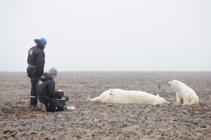 Photo above: Magnus Andersson and Jon Aars from the Norwegian Polar Institute are waiting for the anesthetic to work on polar bears. The bear is immobilized and will incur a satellite collars. A 7 month old young watching. (Photo: Nick Cobbing) 