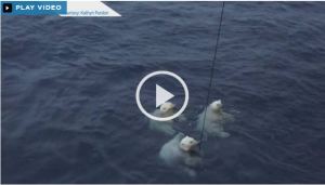 Beaufort swimming polar bears_Sept 30 2015_Global news