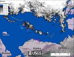 Figure 1. Original caption: “Movements of 7 satellite-tagged polar bears for the month of August, 2015. Polar bears were tagged in 2014 and 2015 on the spring-time sea ice of the southern Beaufort Sea. All 7 of these bears have satellite collar transmitters. Polar bear satellite telemetry data are shown with AMSR2 remotely-sensed ice coverage for 30 August, 2015.” Click to enlarge.